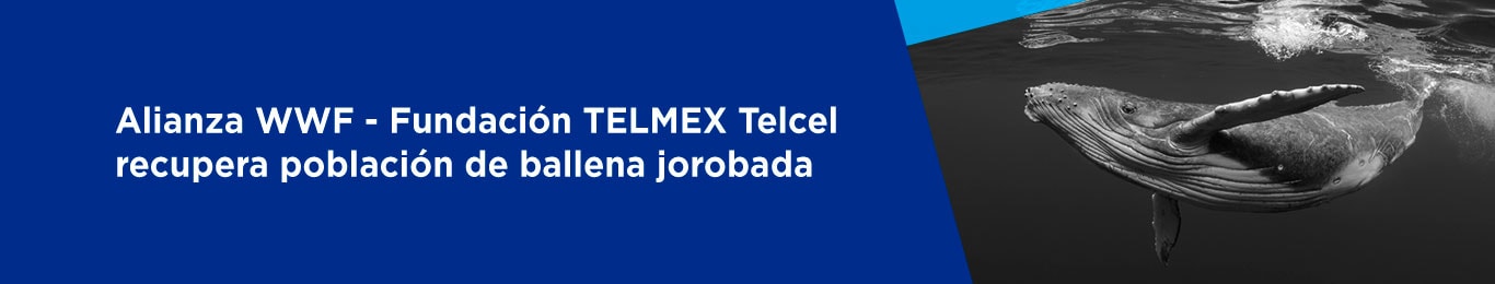 conoce como se realiza la recuperacion de esta especie en el mar cortes
