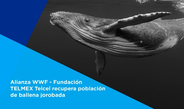 conoce como se realiza la recuperacion de esta especie en el mar cortes