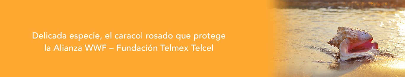 el caracol rosada es una delicada especia que protege la alianza wwf-fundacion telmex telcel