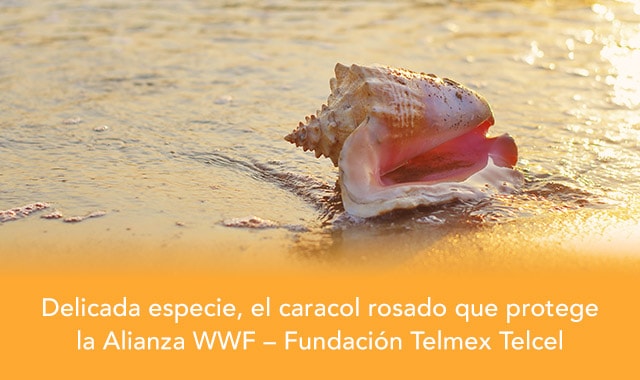 el caracol rosada es una delicada especia que protege la alianza wwf-fundacion telmex telcel