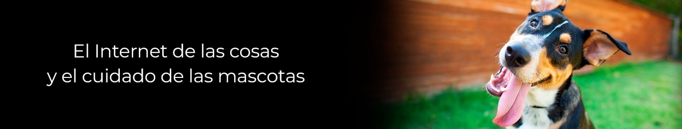el iot y el cuidado de las mascotas