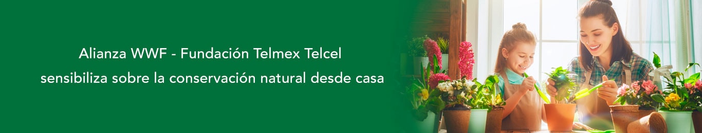conoce como hacer tu huerto en casa