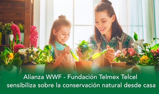 conoce como hacer tu huerto en casa
