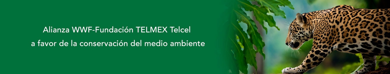 conoce las acciones que realiza la alianza wwf a favor del medio ambiente