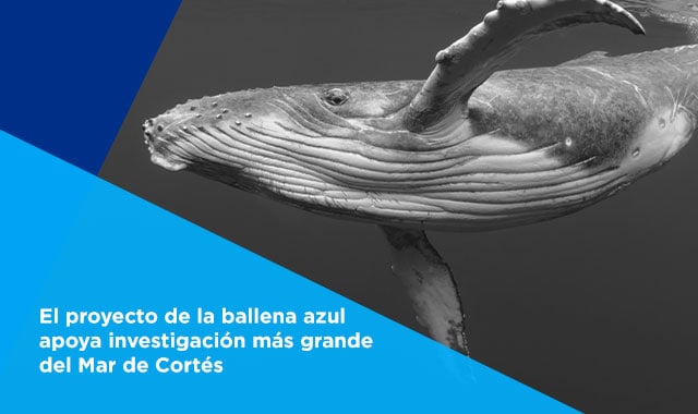 te decimos el proyecto de ballena azul en el mar de cortes