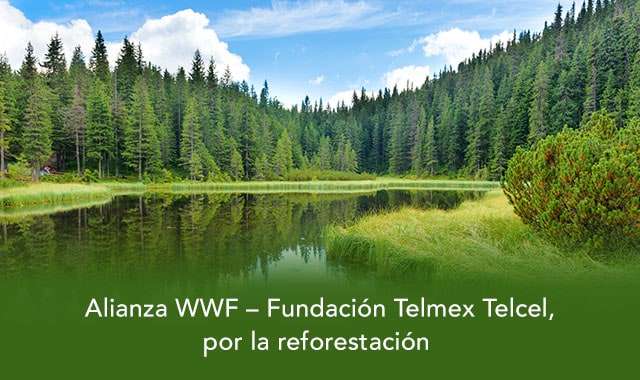nuestro planeta ha perdido mas de 43 millones de hectareas de su cubierta forestal debido a practicas como la tala clandestina asi como incendios y plagas