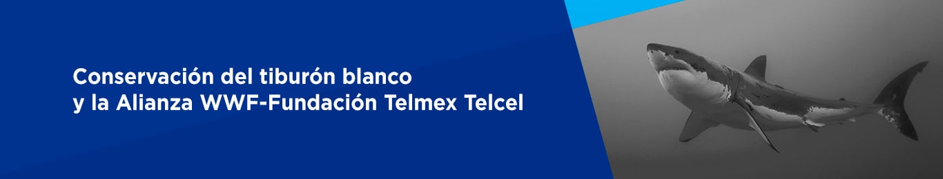 La Alianza WWF – Fundación Telmex Telcel realiza valiosos apoyos y esfuerzos para que el tiburón blanco siga llegando a Isla Guadalupe, lugar de alimentación de esta especie.