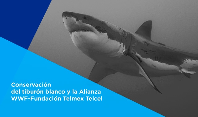 La Alianza WWF – Fundación Telmex Telcel realiza valiosos apoyos y esfuerzos para que el tiburón blanco siga llegando a Isla Guadalupe, lugar de alimentación de esta especie.