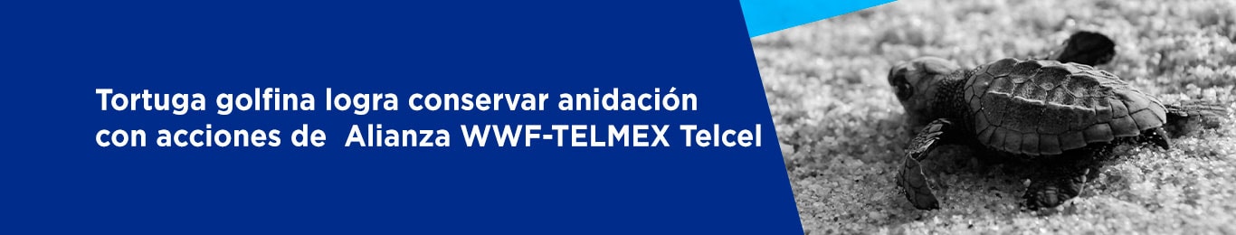 te decimos como la tortuga es protegida por la alianza wwf telmex telcel
