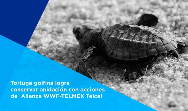 te decimos como la tortuga es protegida por la alianza wwf telmex telcel